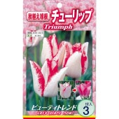 球根 チューリップ 二色咲き ビューティートレンド 【花球根 3球入】|花球根|球根類