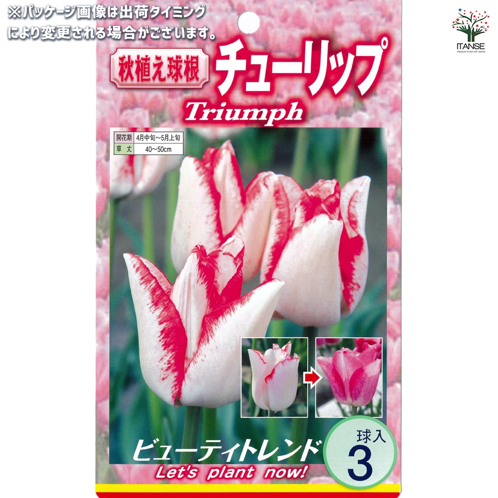球根】ラブラドール 7球 チューリップ レア品種 ボルドー フリンジ咲き
