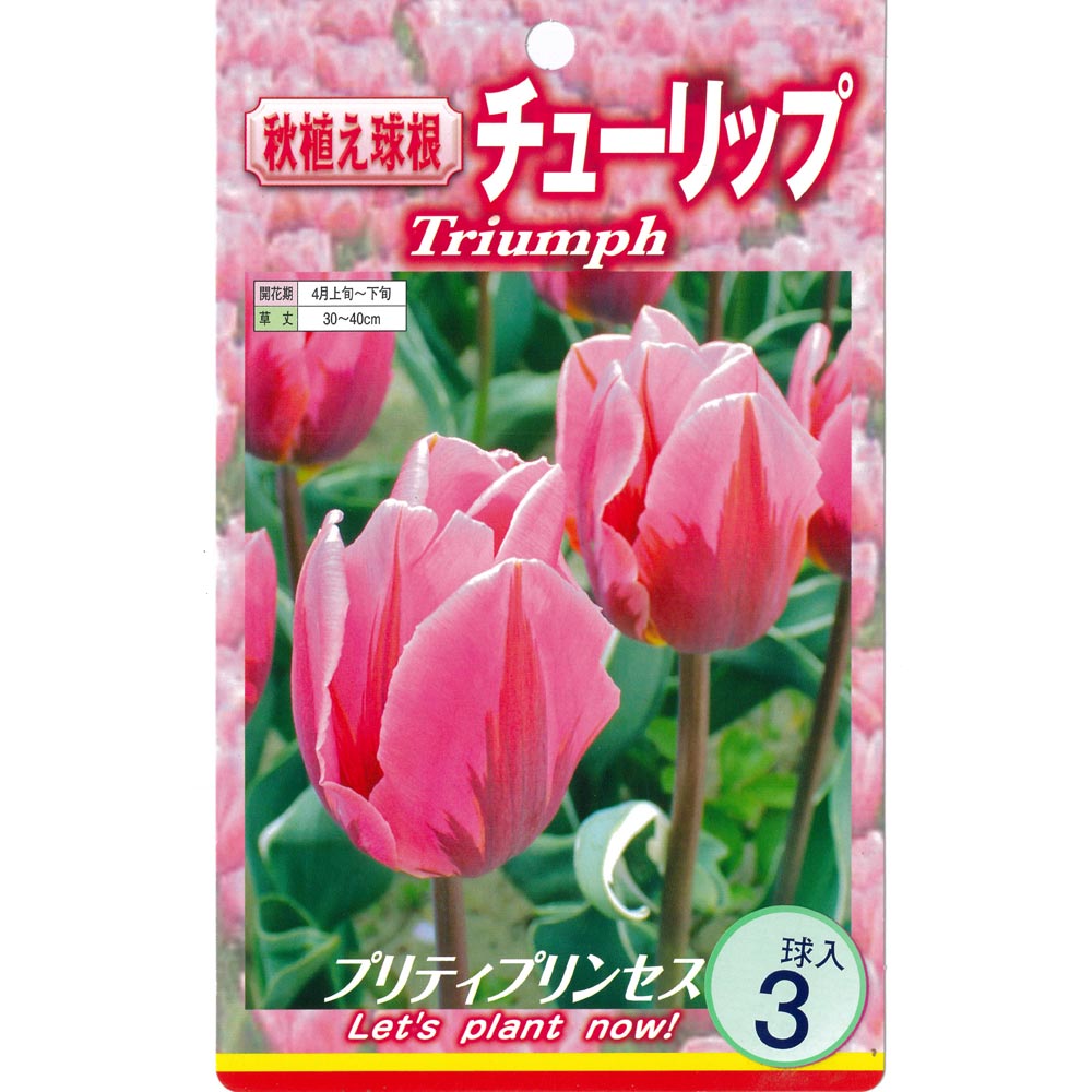 球根 チューリップ 二色咲き プリティプリンセス 【花球根 3球入】