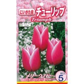 球根 チューリップ 二色咲き メリーウィドー 【花球根 5球入】|花球根|球根類