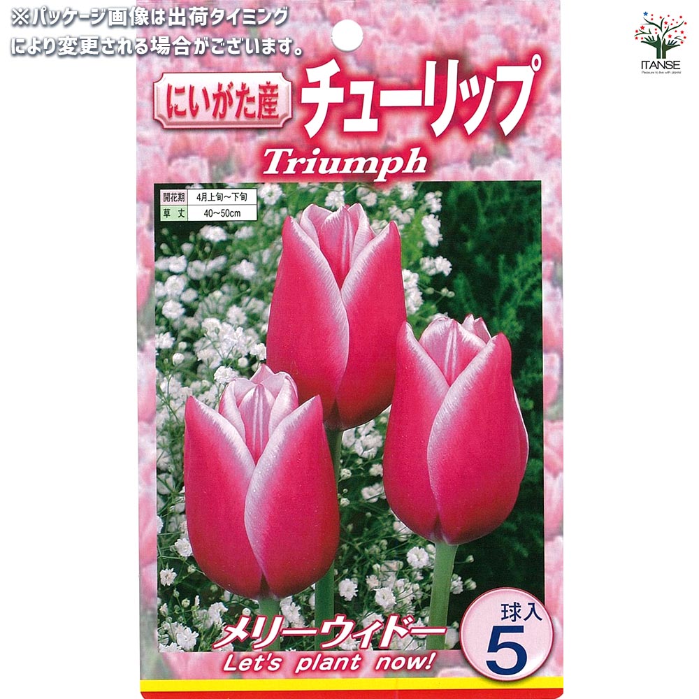 球根 チューリップ 二色咲き メリーウィドー 【花球根 5球入