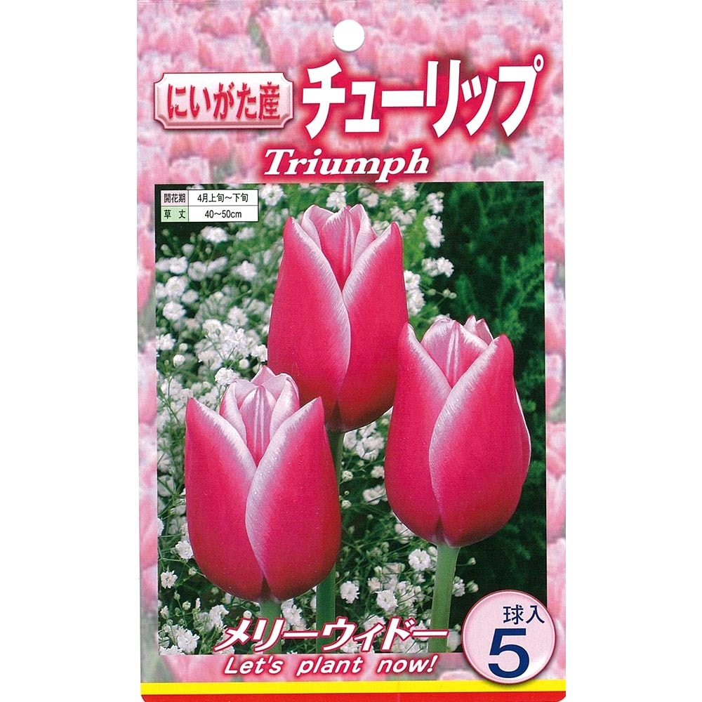 球根 チューリップ 二色咲き メリーウィドー 【花球根 5球入】