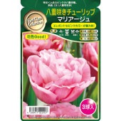 球根 八重咲きチューリップ マリアージュ 【花球根 3球】|花球根|球根類