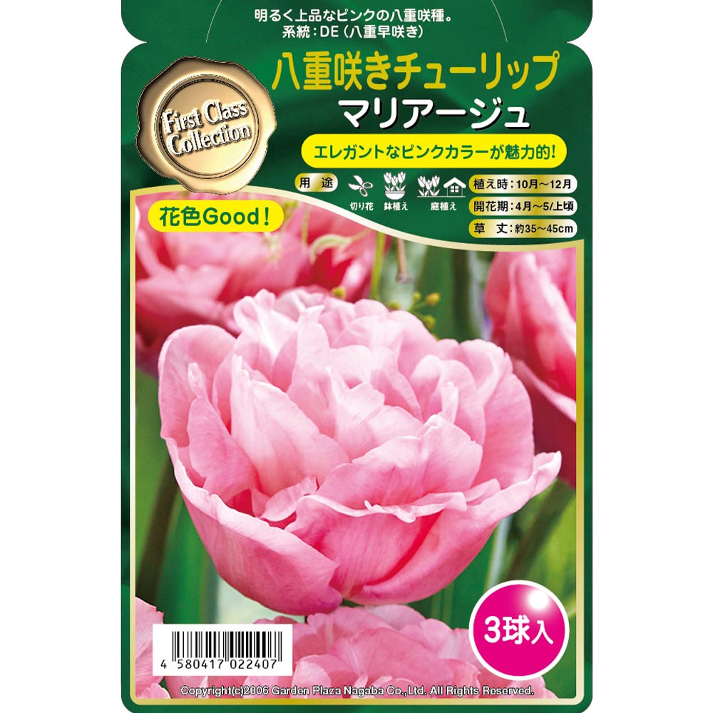 球根 八重咲きチューリップ マリアージュ 【花球根 3球】