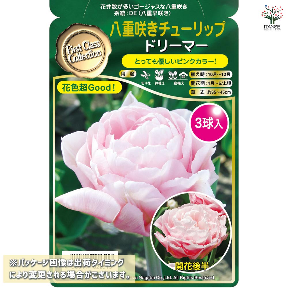 鳴子百合 球根3球 鳴子百合球根3球
