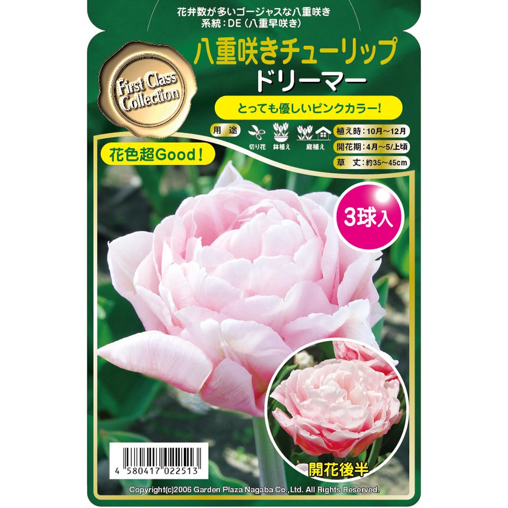 球根 八重咲きチューリップ ドリーマー 【花球根 3球】