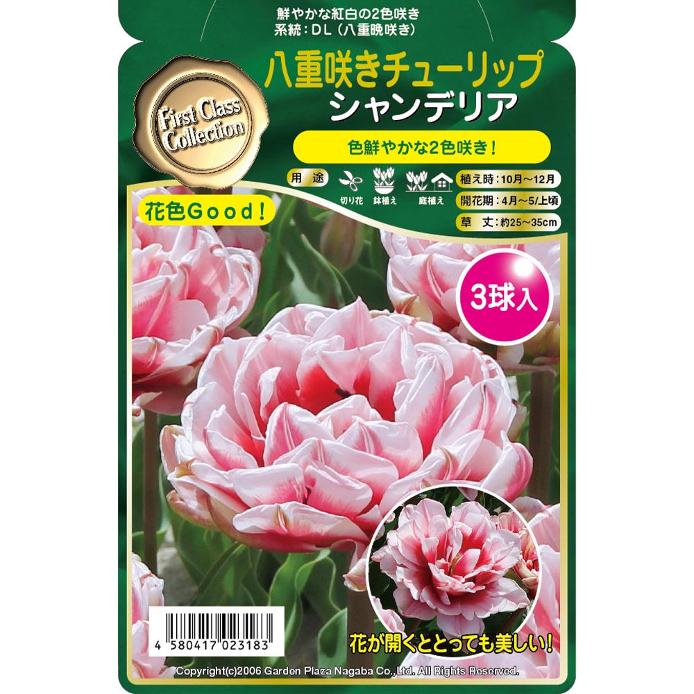 球根 八重咲きチューリップ シャンデリア 【花球根 3球】