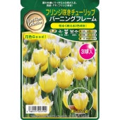 球根 フリンジ咲きチューリップ バーニングフレーム 【花球根 3球】|花球根|球根類