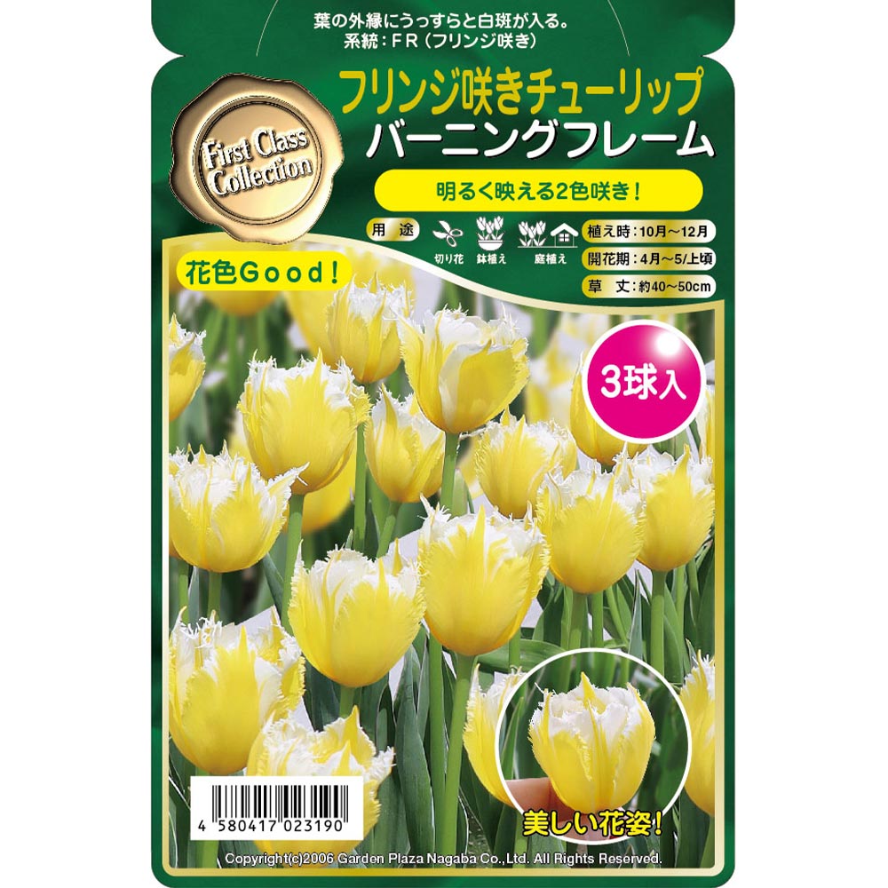 球根 フリンジ咲きチューリップ バーニングフレーム 【花球根 3球