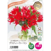 球根 ユリ咲きチューリップ プリティーウーマン 【花球根 5球】|花球根|球根類