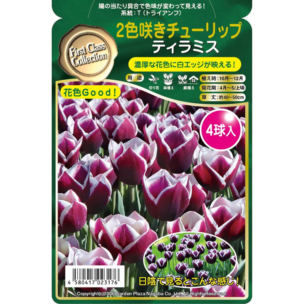 球根 二色咲きチューリップ ティラミス 【花球根 4球】