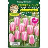 球根 二色咲きチューリップ マンディーズチョイス 【花球根 4球】|花球根|球根類