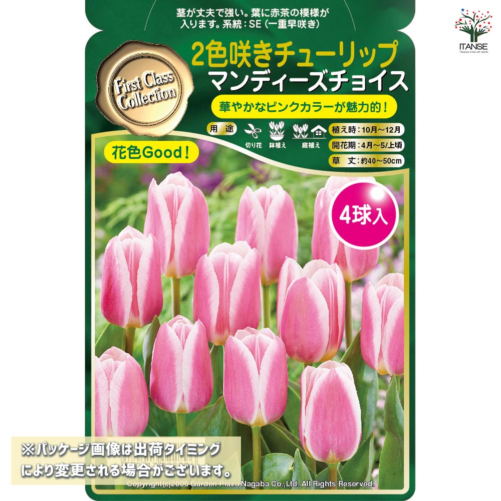 球根 二色咲きチューリップ マンディーズチョイス 【花球根 4球