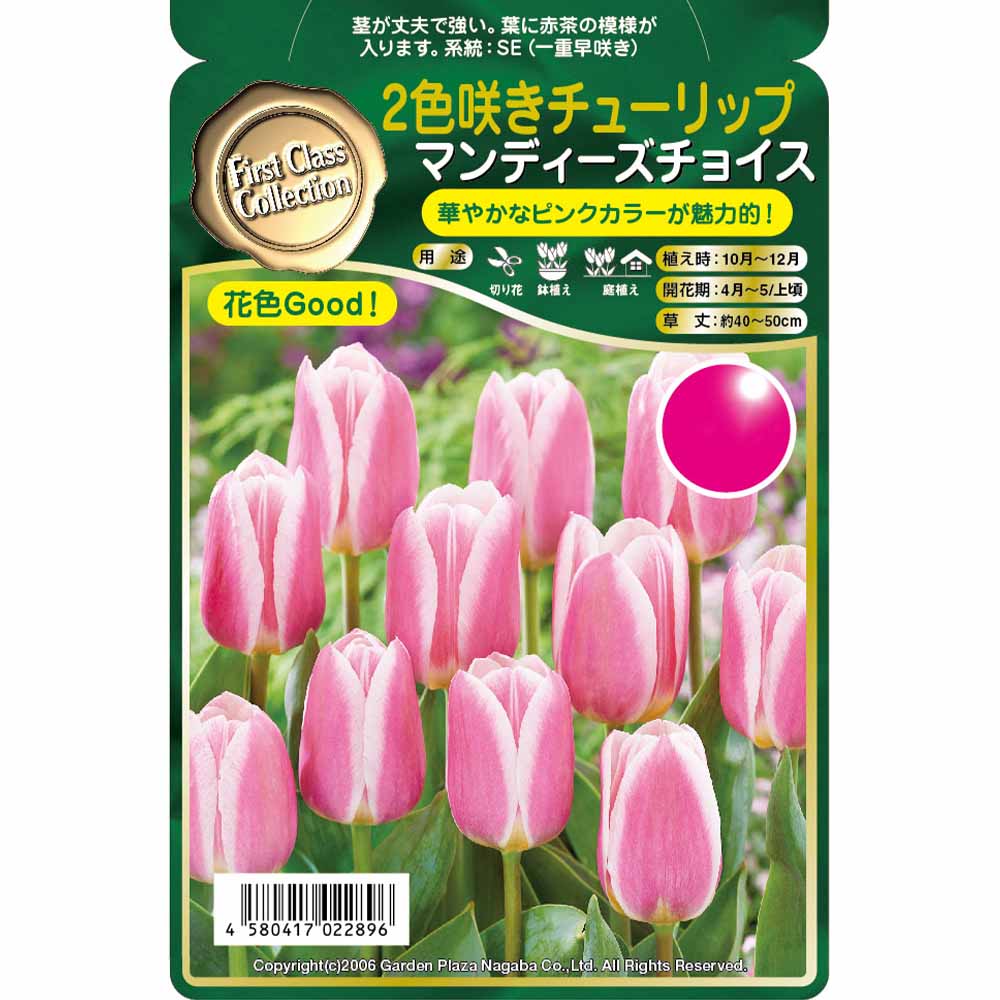 ③ちゅーりっぷ 球根 二色咲きチューリップ マンディーズチョイス 【花球根 3球