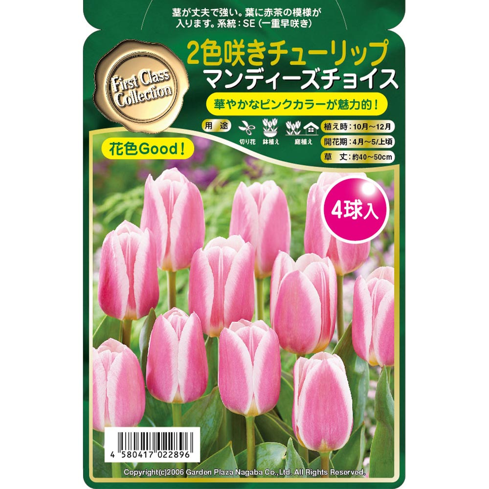 球根 二色咲きチューリップ マンディーズチョイス 【花球根 4球】