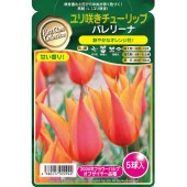 球根 ユリ咲きチューリップ バレリーナ 【花球根 5球】|花球根|球根類