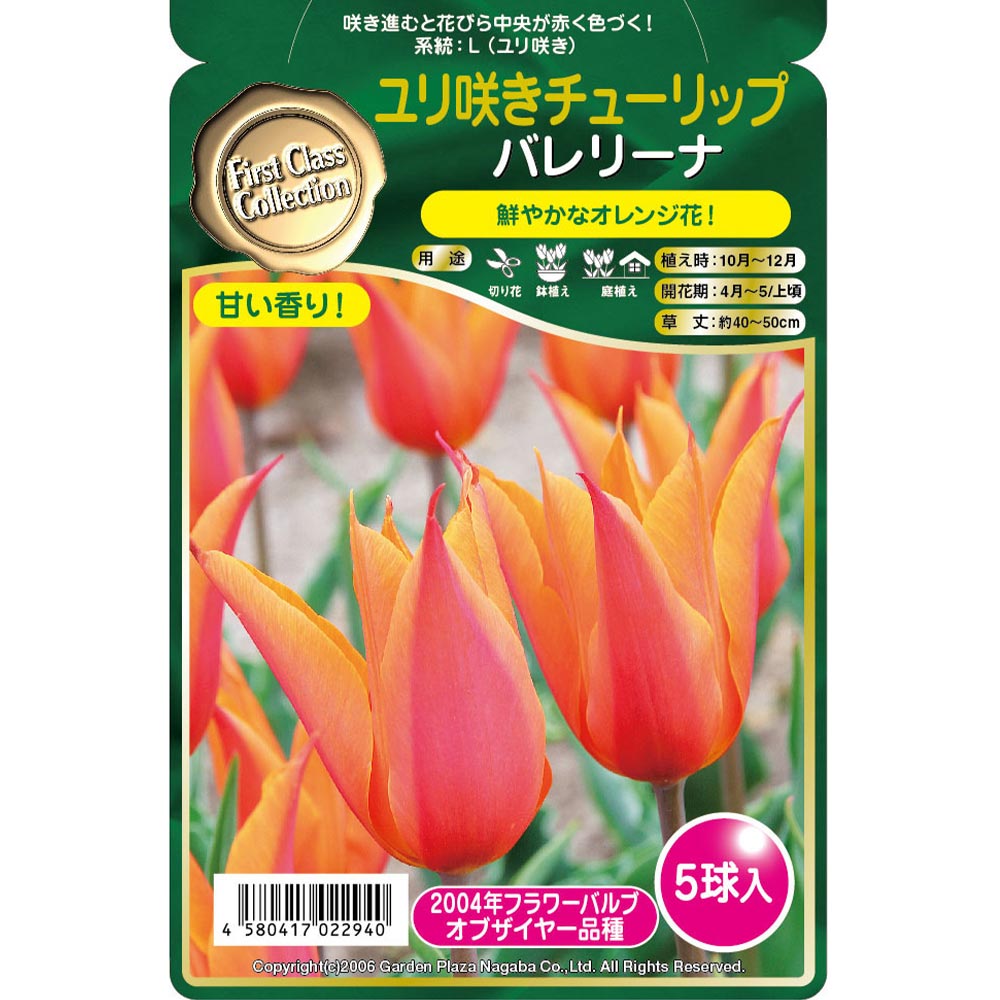 球根 ユリ咲きチューリップ バレリーナ 【花球根 5球】