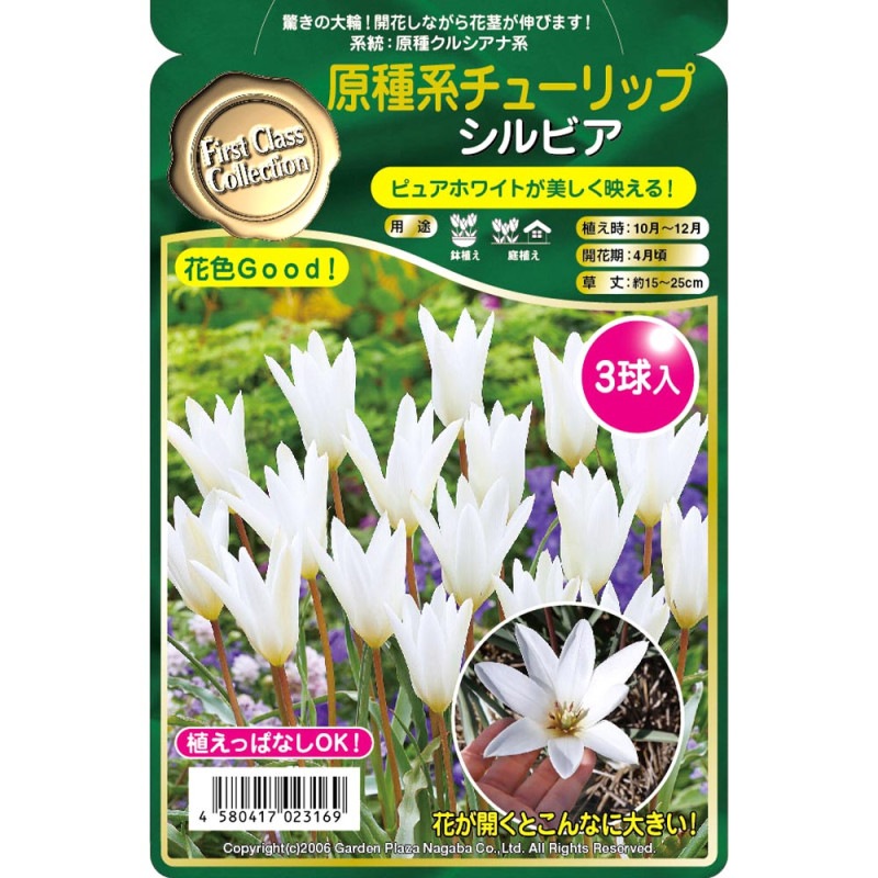 クレマチス パープレア プレナエレガンス 【花苗 4号／1個売り