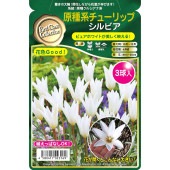球根 原種系チューリップ シルビア 【花球根 3球】|花球根|球根類