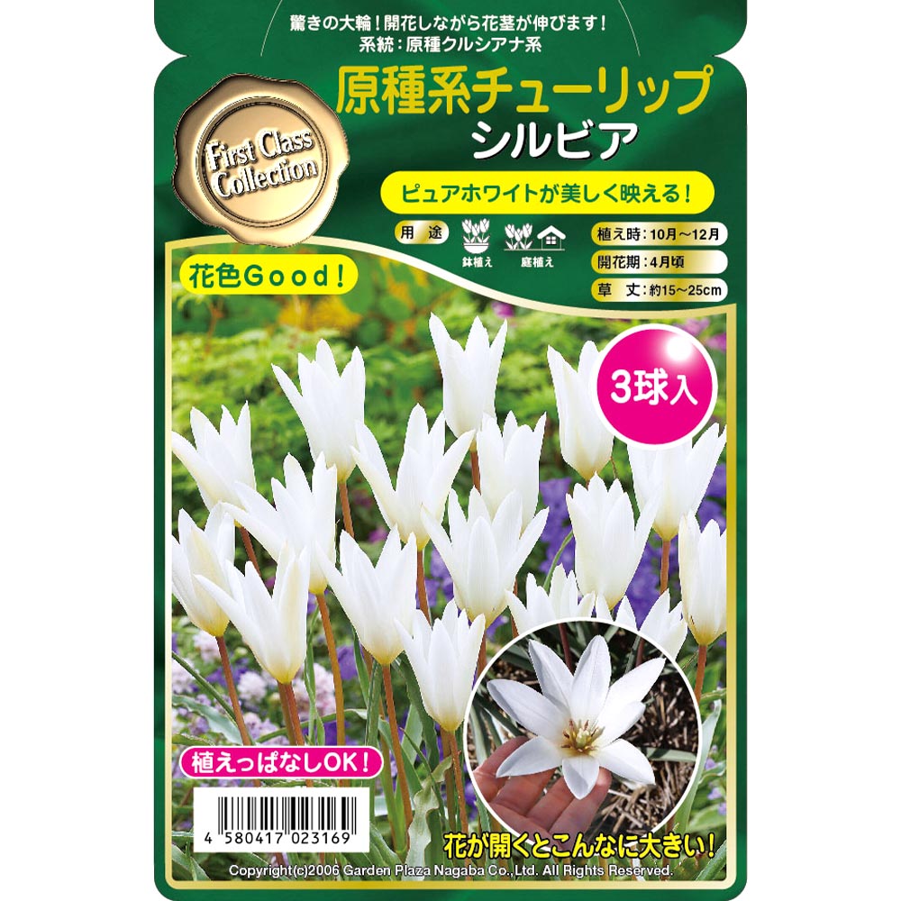 球根 原種系チューリップ シルビア 【花球根 3球】
