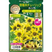 球根 原種系チューリップ ルッカ 【花球根 3球】|花球根|球根類