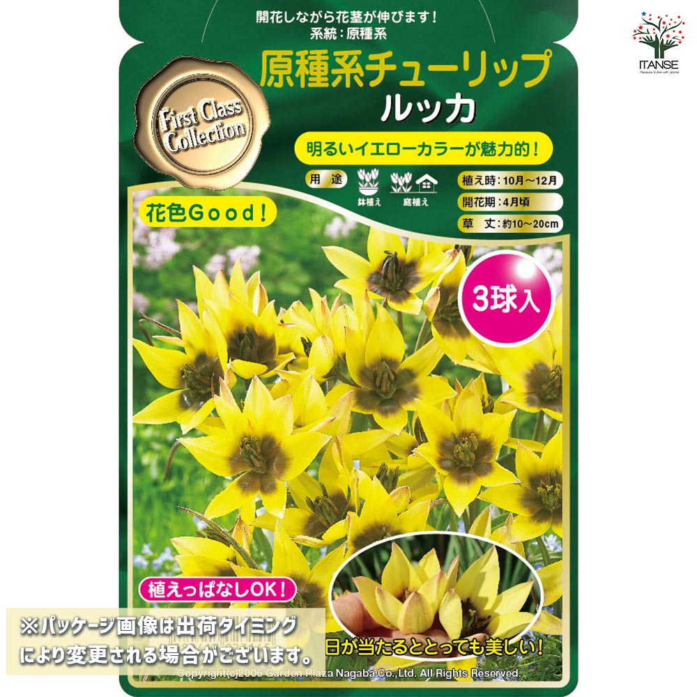 球根 原種系チューリップ ルッカ 【花球根 3球】｜ 【植物の