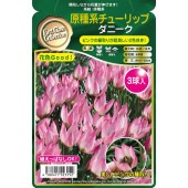球根 原種系チューリップ ダニーク 【花球根 3球】|花球根|球根類