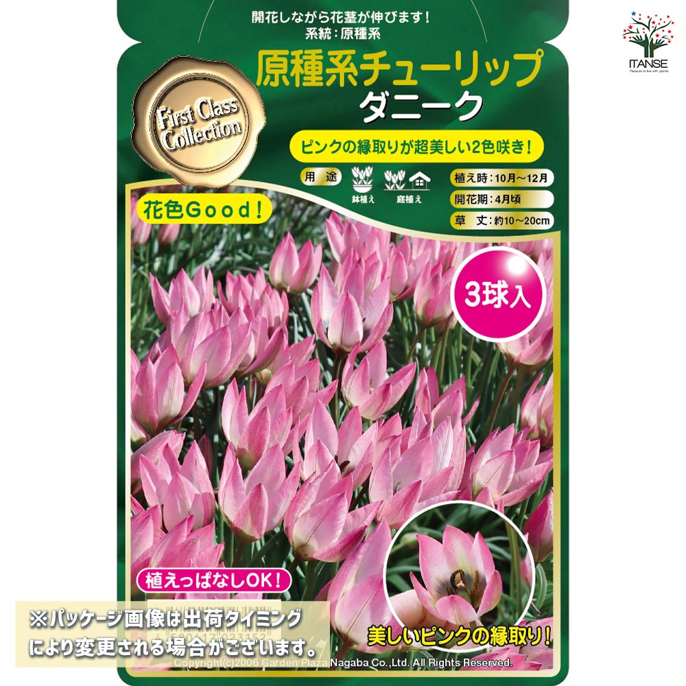 球根 原種系チューリップ ダニーク 【花球根 3球】｜ 【植物の