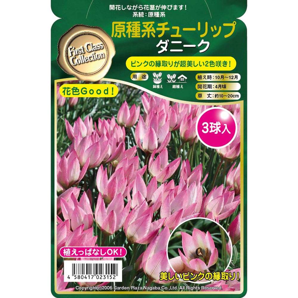 球根 原種系チューリップ ダニーク 【花球根 3球】｜ 【植物の