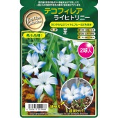 球根 テコフィレア シアノクロッカス ライヒトリニー 【花球根 2球】|花球根|球根類