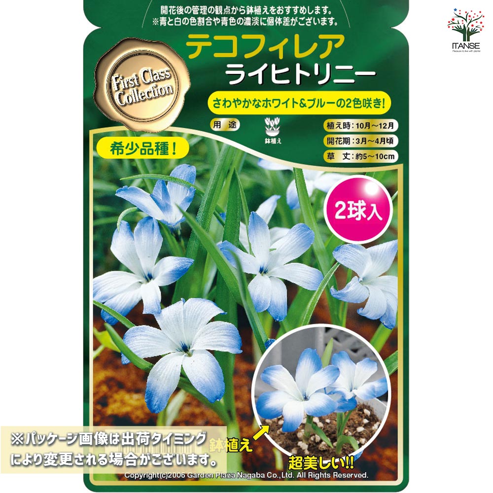 球根 テコフィレア シアノクロッカス ライヒトリニー 【花球根 2球