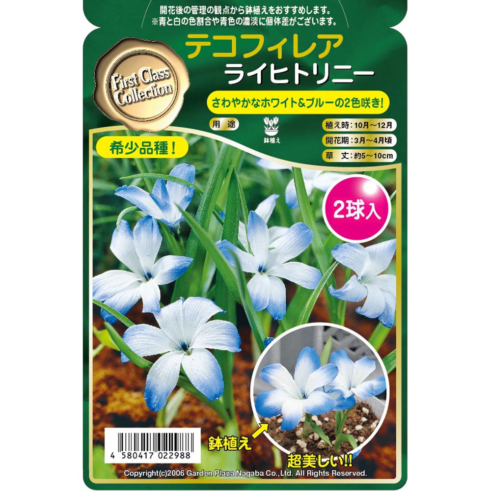 チランジア セントレア スカイリーフ 自家産子株 終売 レア デッドストック チランジア セントレア スカイリーフ 自家産子株 終売 レア デッド