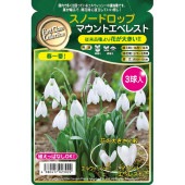 球根 スノードロップ マウントエベレスト 【花球根 3球】|花球根|球根類