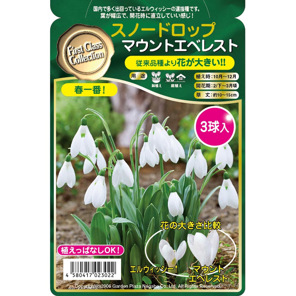 球根 スノードロップ マウントエベレスト 【花球根 3球】