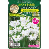 球根 ホワイト水仙 エルビンズボイス 【花球根 2球】|花球根|球根類