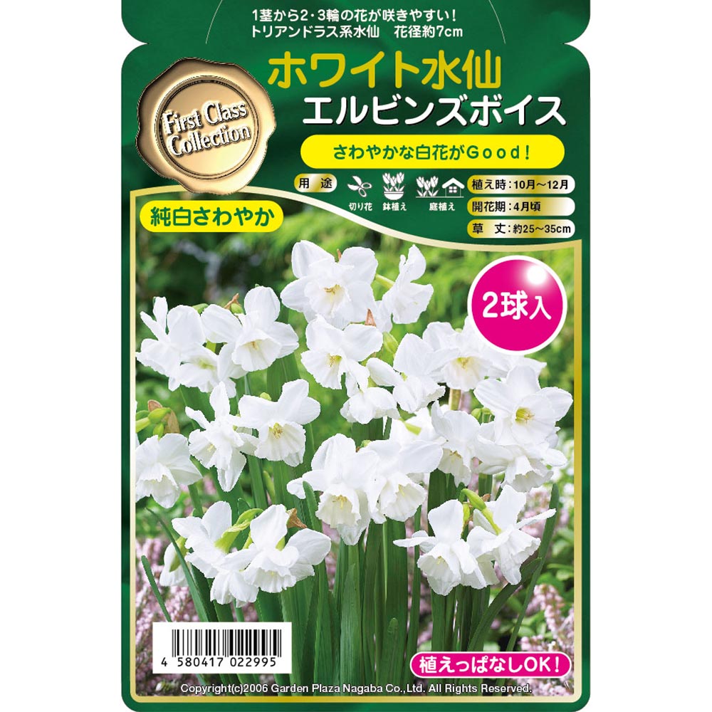 球根 ホワイト水仙 エルビンズボイス 【花球根 2球】｜ 【植物の