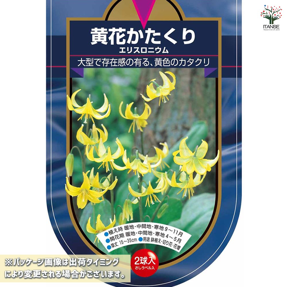 球根 カタクリ 黄花カタクリ 【花球根 2球】｜ 【植物のITANSE