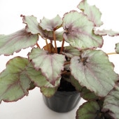 レックスベゴニア G.Red 【観葉植物 3.5号】|観葉植物