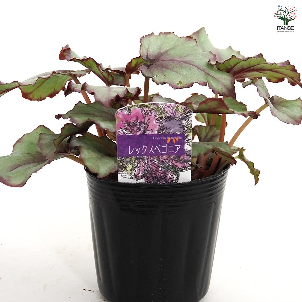 レックスベゴニア G.Red 【観葉植物 3.5号】｜ 【植物のITANSE