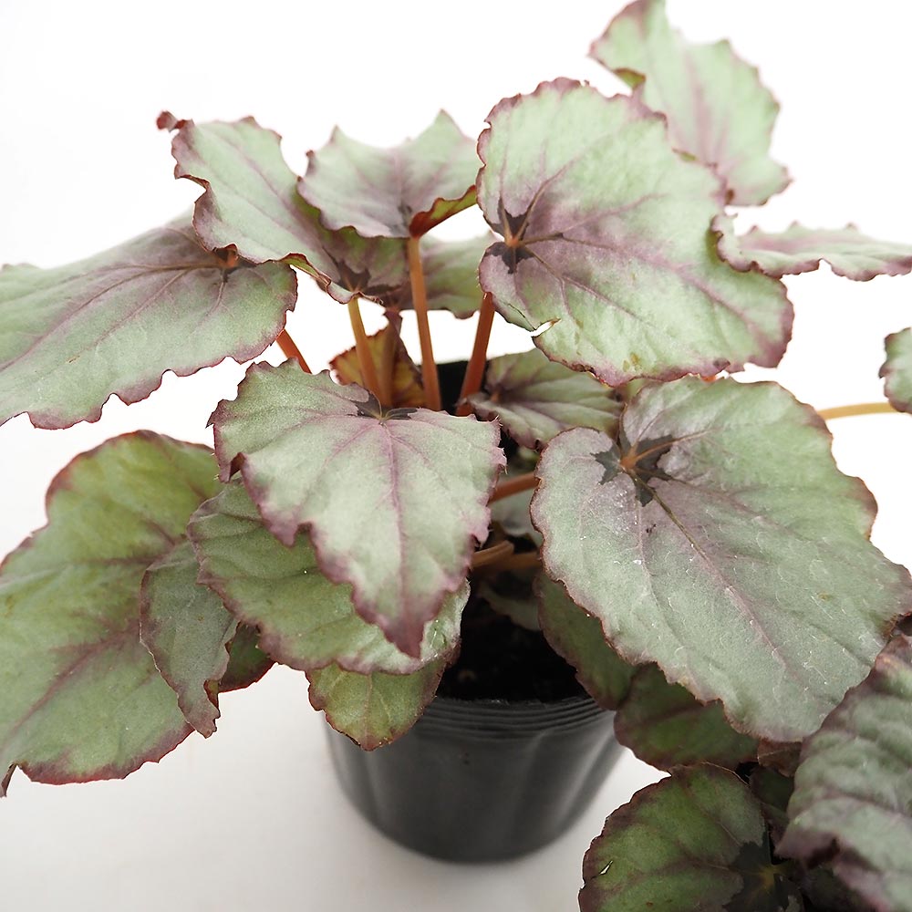 レックスベゴニア G.Red 【観葉植物 3.5号】