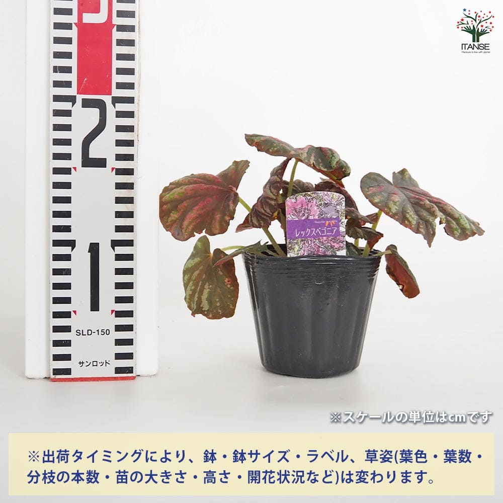 レックスベゴニア キャンディStripes 【観葉植物 3.5号】｜ 【植物の