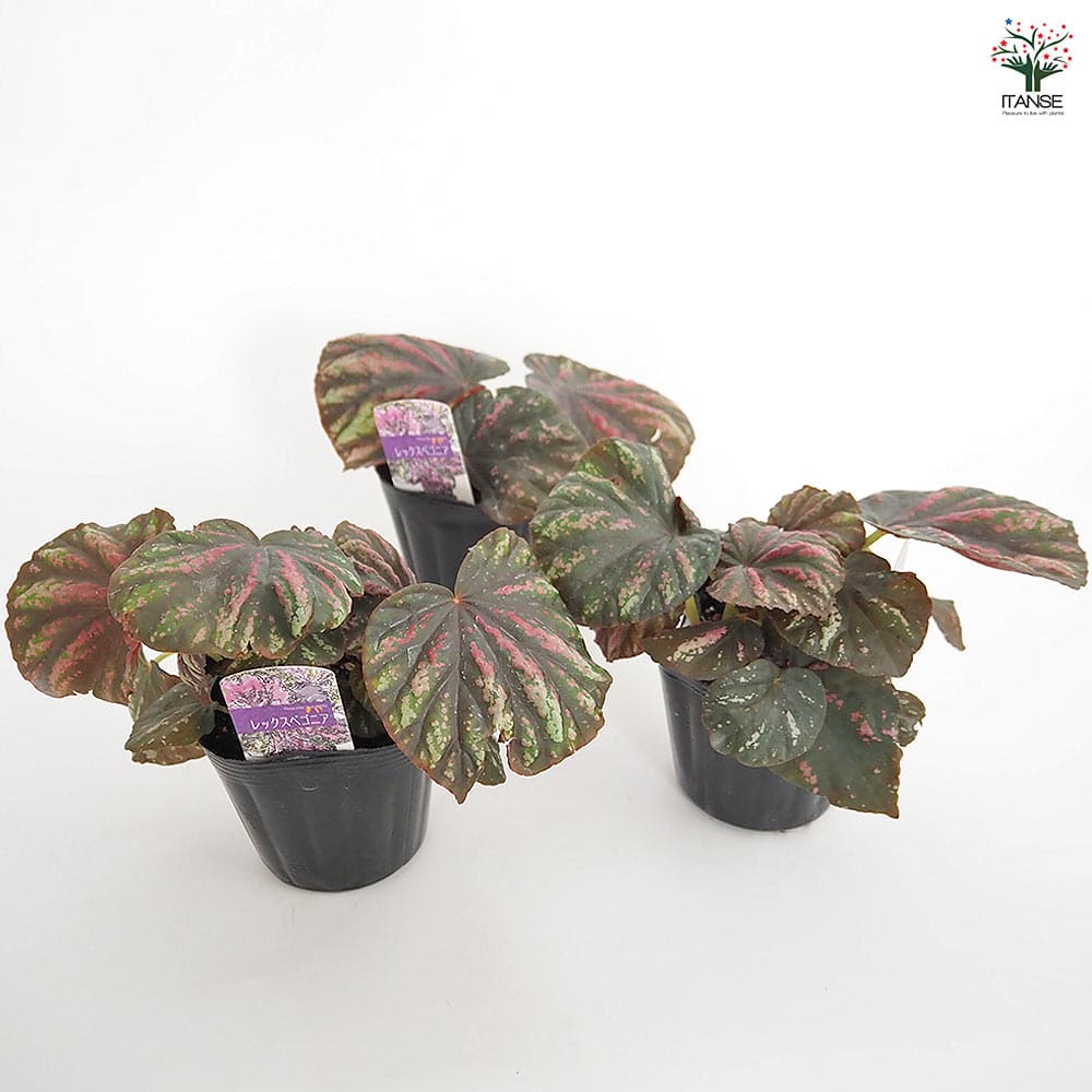 レックスベゴニア キャンディStripes 【観葉植物 3.5号】｜ 【植物の
