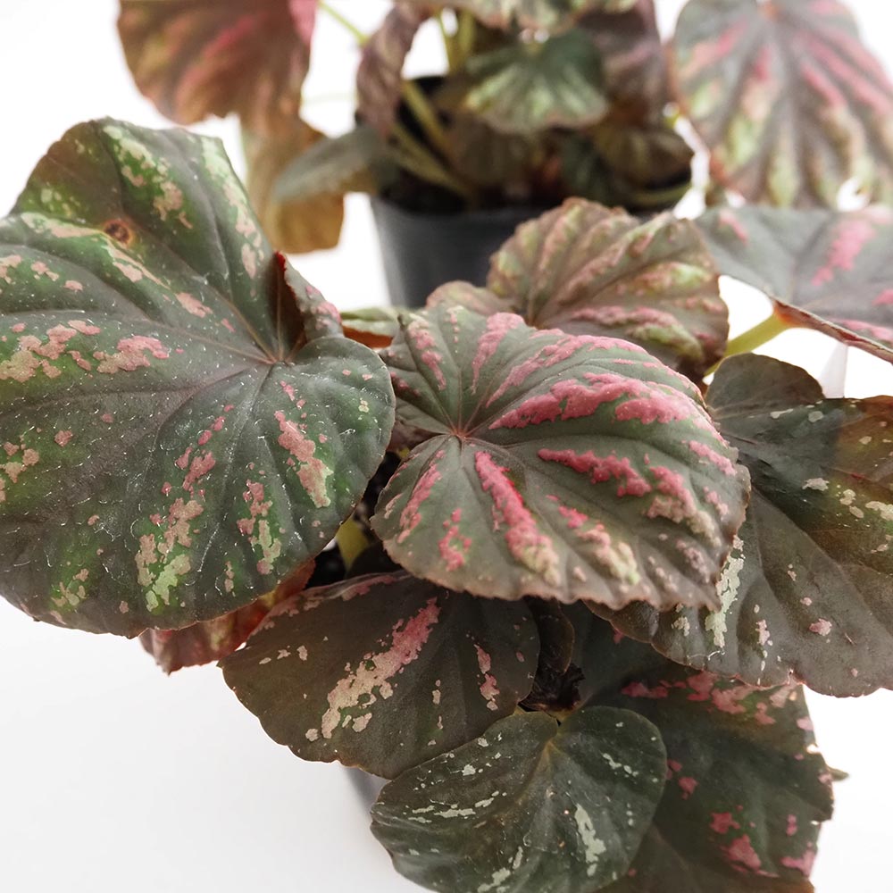 レックスベゴニア キャンディStripes 【観葉植物 3.5号】