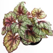 レックスベゴニア シーサーペント 【観葉植物 3.5号】|観葉植物