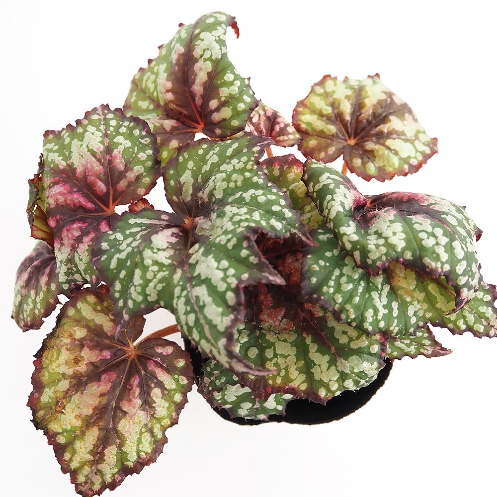 レックスベゴニア シーサーペント 【観葉植物 3.5号】