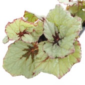 レックスベゴニア ライバル 【観葉植物 3.5号】|観葉植物