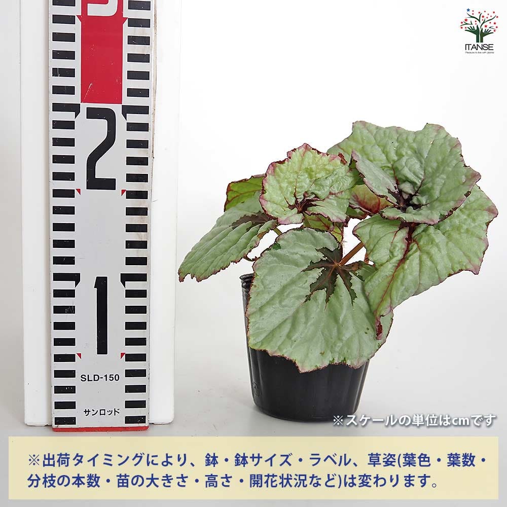 レックスベゴニア ライバル 【観葉植物 3.5号】｜ 【植物の