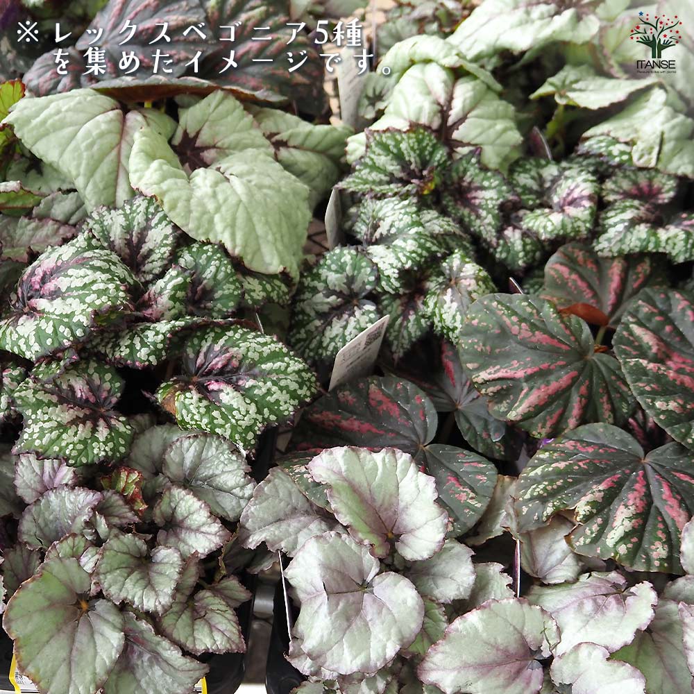 レックスベゴニア ライバル 【観葉植物 3.5号】｜ 【植物の
