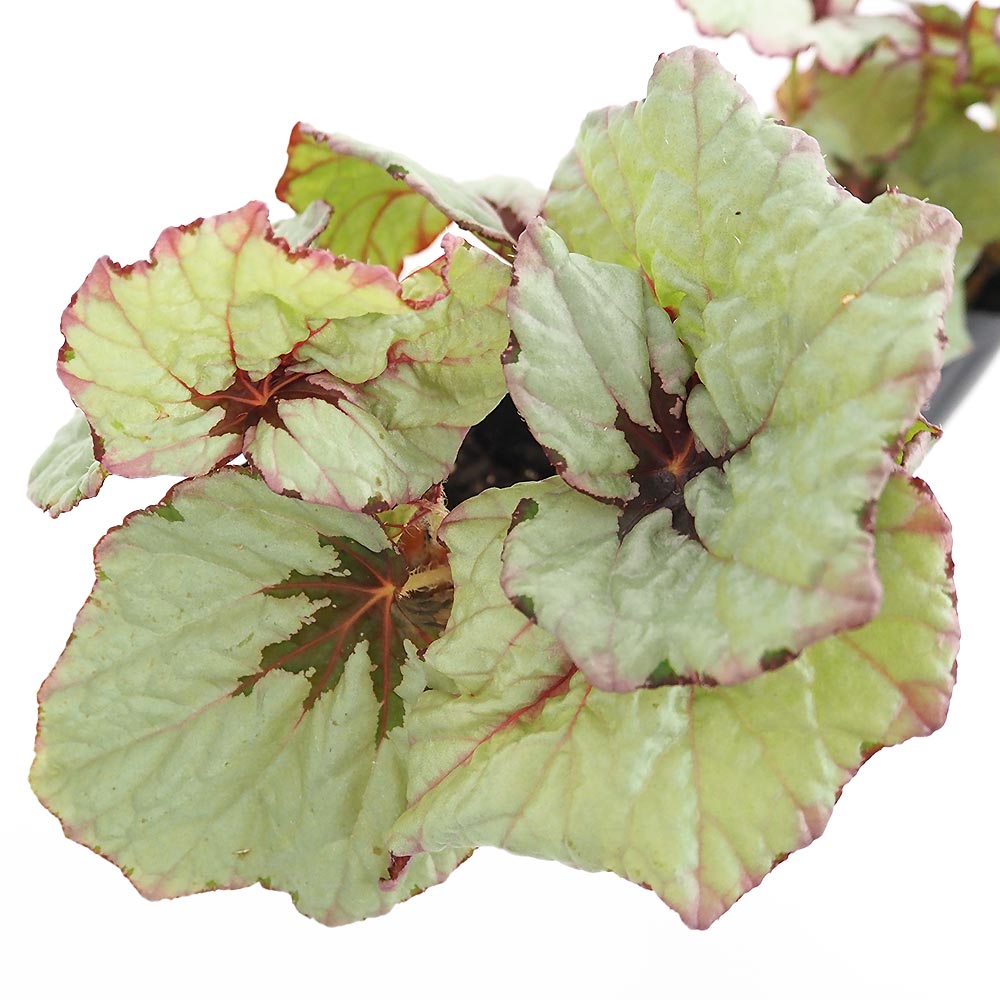 レックスベゴニア ライバル 【観葉植物 3.5号】