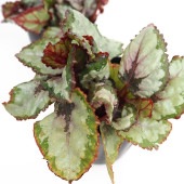 レックスベゴニア ベネチアンレッド 【観葉植物 3.5号】|観葉植物